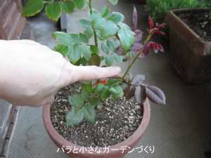 バラのベイサルシュートを出やすくする方法｜株に余力をつくって今年こそ出す！