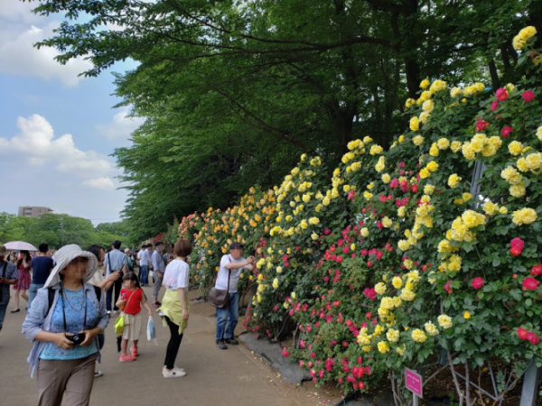 与野公園 埼玉県さいたま市 ばらまつり 見頃 口コミ アクセス情報 ばらまつりは 驚くほど賑やか バラと小さなガーデンづくり