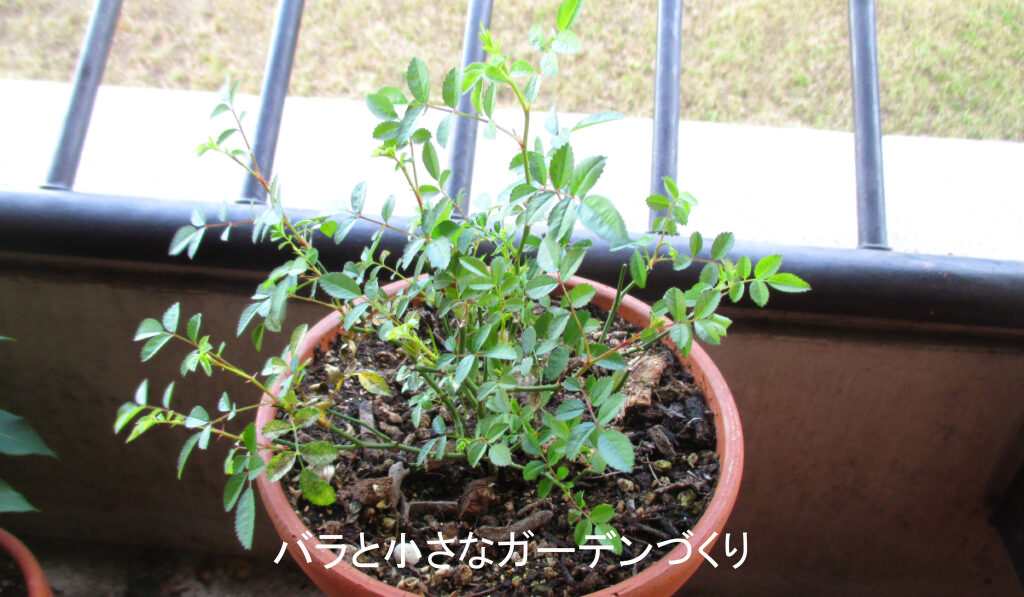 ミニバラの復活方法３