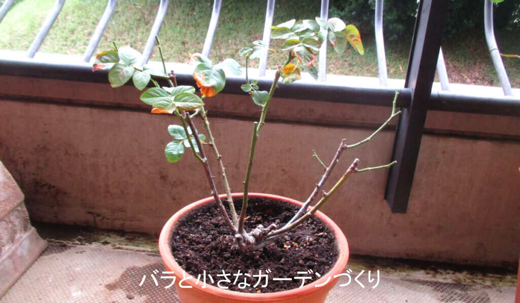 原因不明の不調の株