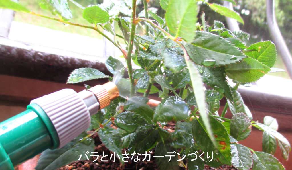 ミニバラにシリンジ