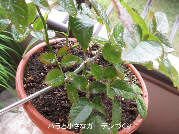 ハダニに霧吹き