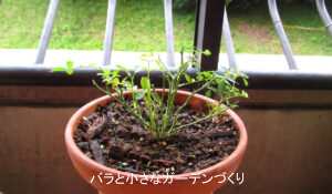 ボロボロになったバラの復活方法｜枝が緑色ならまだあきらめないで！