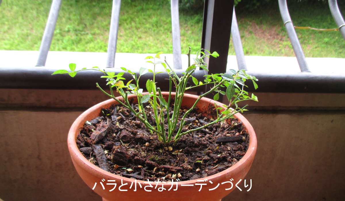 ボロボロになったバラの復活方法｜枝が緑色ならまだあきらめないで！