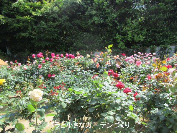 鎌倉文学館バラ園