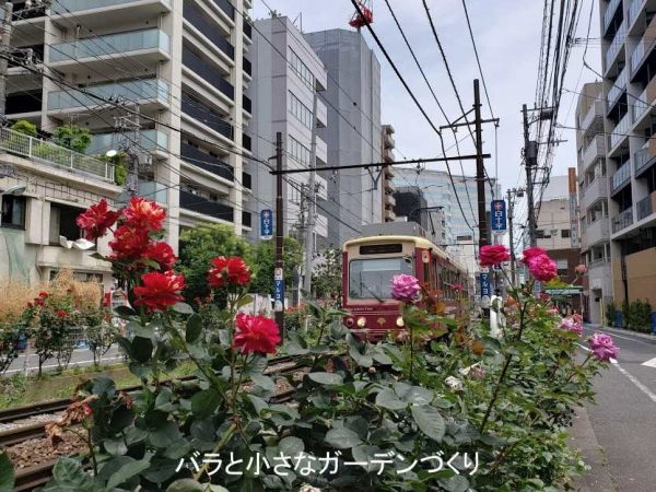 都電荒川線沿線 東京都豊島区 荒川区など バラ見頃 バラまつり 口コミ レトロな都電とバラのコラボ写真が撮れる バラと小さなガーデンづくり