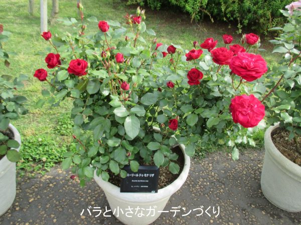 バラ初心者におすすめのバラ図鑑1 黒赤 赤 白色のバラ 鉢で育てやすいバラの花色別 品種一覧 バラと小さなガーデンづくり