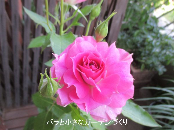 バラ初心者におすすめのバラ図鑑2 ローズ色 紫色 絞り 複色 のバラ 鉢で育てやすいバラの花色別 品種一覧 バラと小さなガーデンづくり
