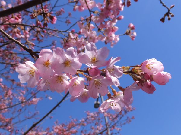 濃いピンク色のジンダイアケボノ