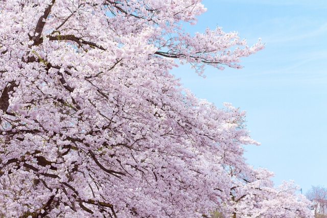 消えつつある ソメイヨシノ と 新しい桜 ジンダイアケボノ 神代曙 バラと小さなガーデンづくり