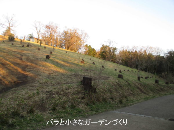 ばっさり伐られたソメイヨシノの木々