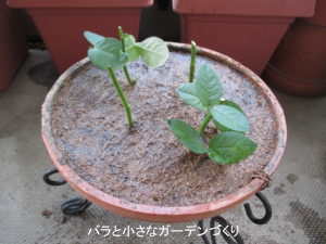 「種苗法」を理解して、正しくバラを増やそう！