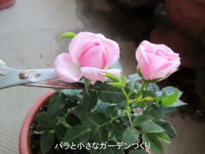 花屋のミニバラを買ったらすぐやること｜初心者向けに最低限だけ解説