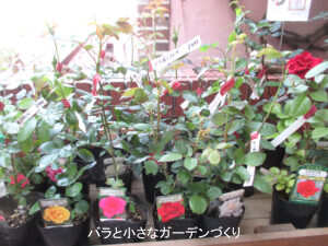 STEP0│バラは冬からがベスト。でも春からも始められる｜初心者向けスタートガイド