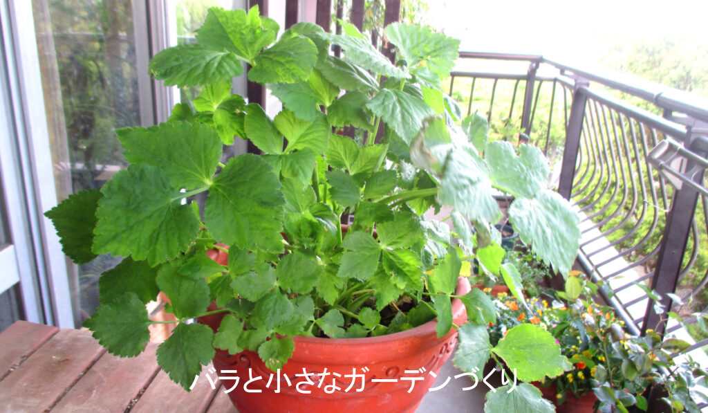 三つ葉の鉢植え