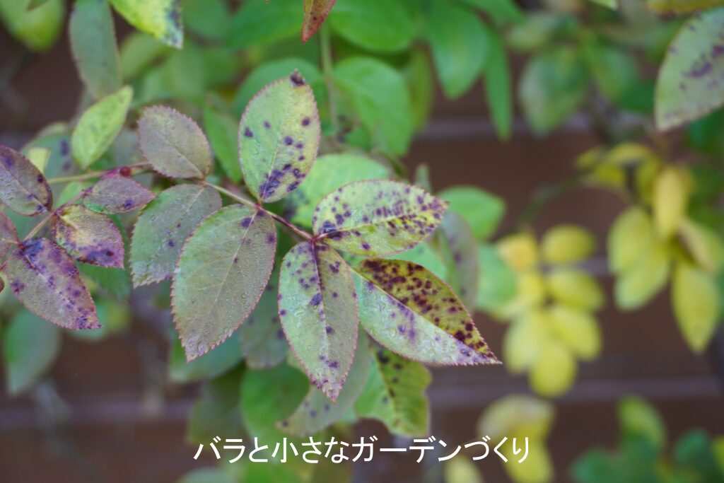 ベト病のバラの葉
