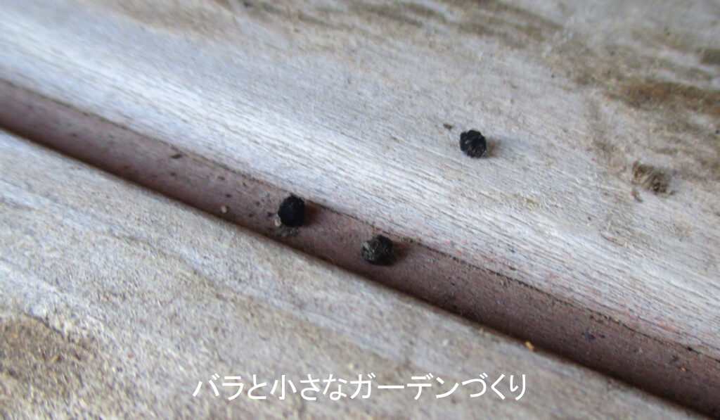 ヨトウムシのフン