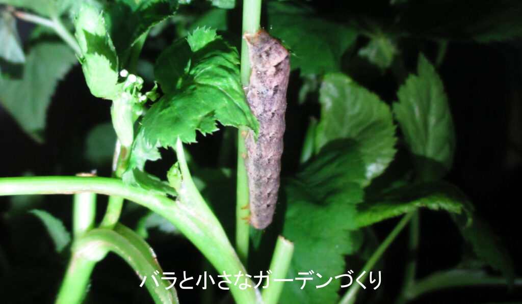 夜のヨトウムシ(ハスモンヨトウ)