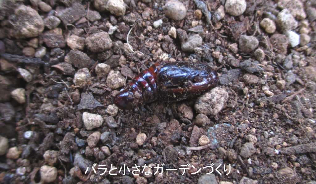 ヨトウムシの蛹