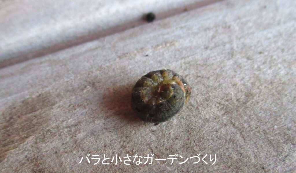丸まったヨトウムシ