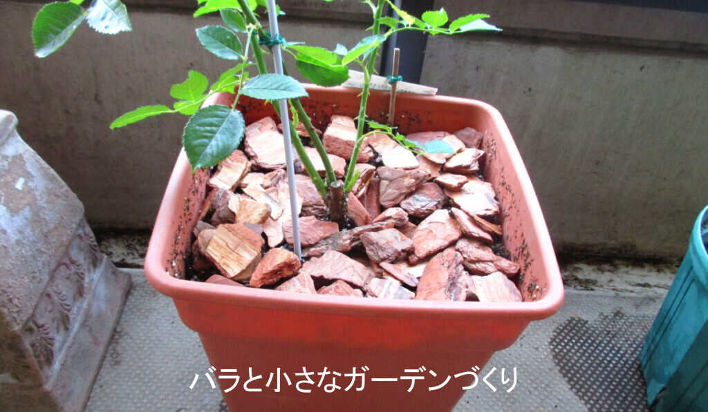 バークチップのマルチング