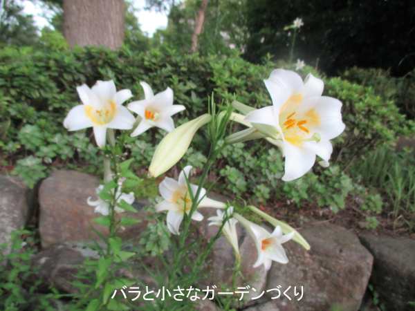 夏に野に咲く白ユリ タカサゴユリ は外来生物 安易に増やさないで 駆除のやり方紹介 バラと小さなガーデンづくり