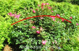 バラの夏剪定のしかた｜秋バラの開花をそろえる基本