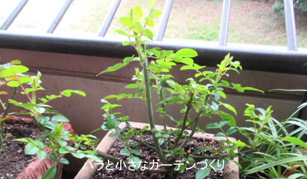 ３月のバラの芽