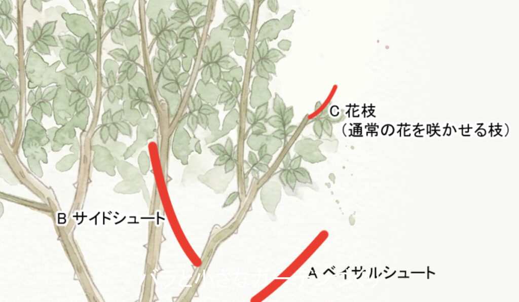 シュートの見分け方イラスト