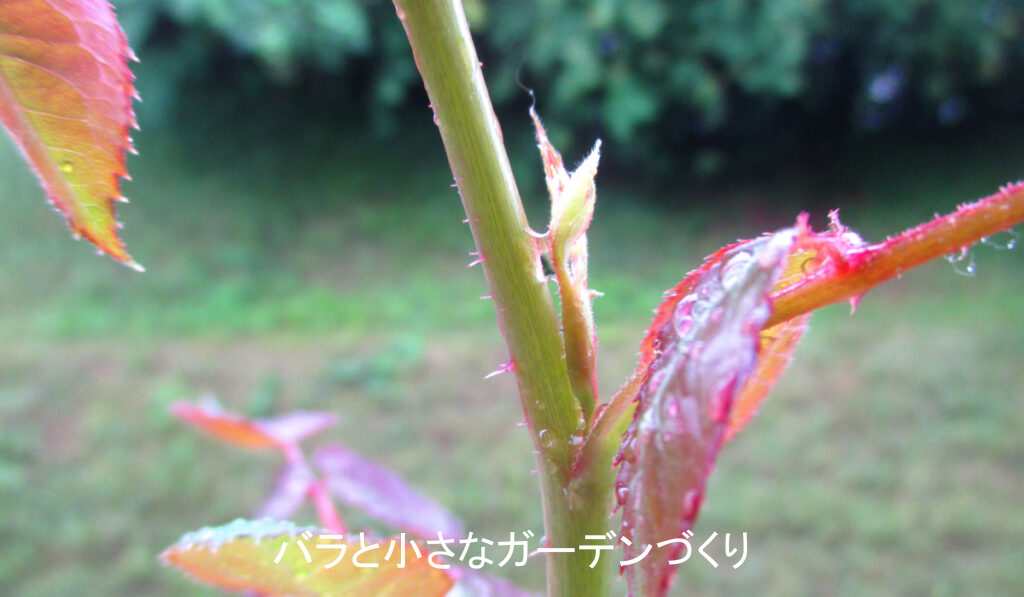蕾の下のひげ芽