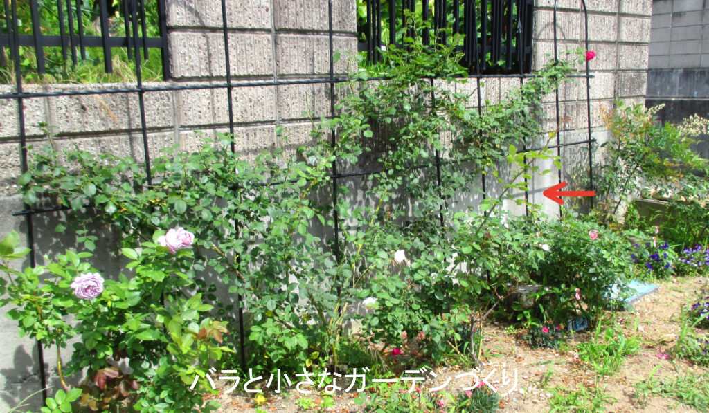 つるバラのベイサルシュート（シンパシー）