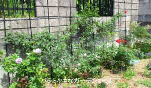 【つるバラ編】つるバラのシュート管理｜木立ちバラのように切ってはダメ！
