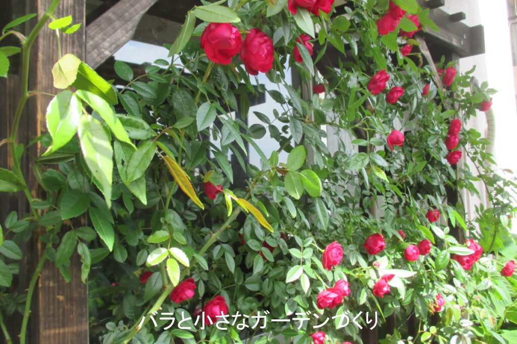 ウドンコ病なしのキレイな葉の紅玉