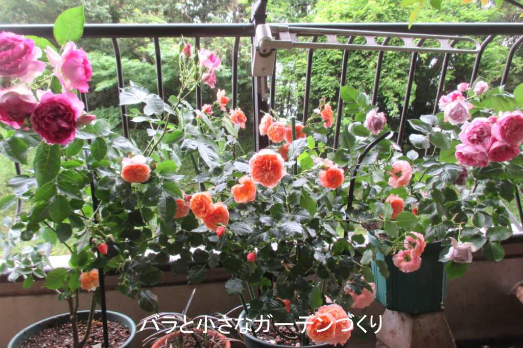 ベランダの木立ちバラ