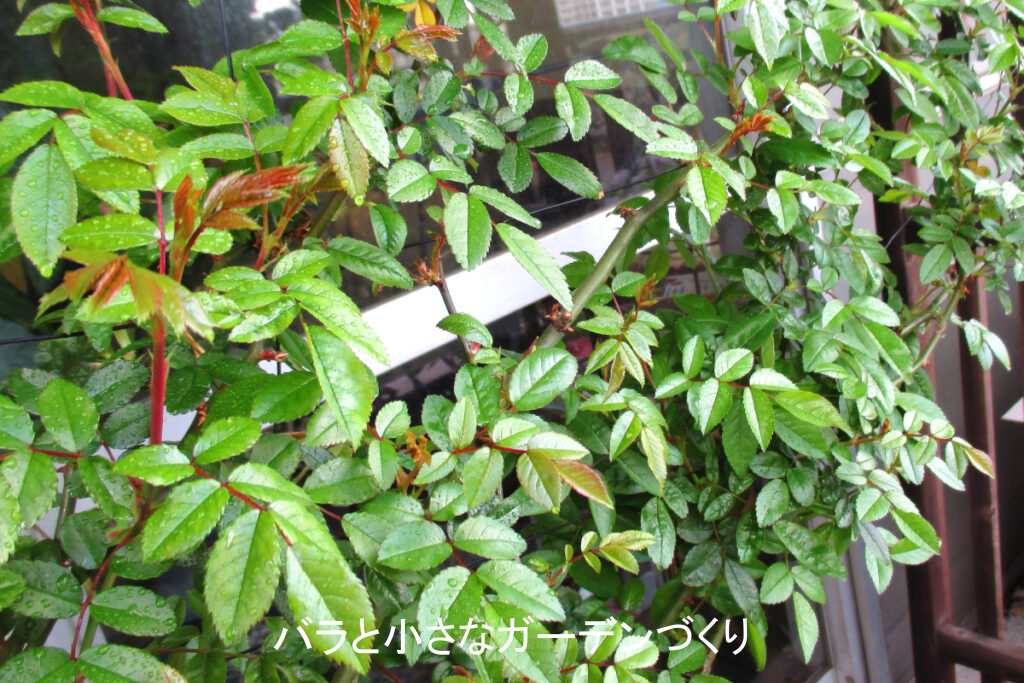 納豆菌散布後のつるバラ「紅玉」