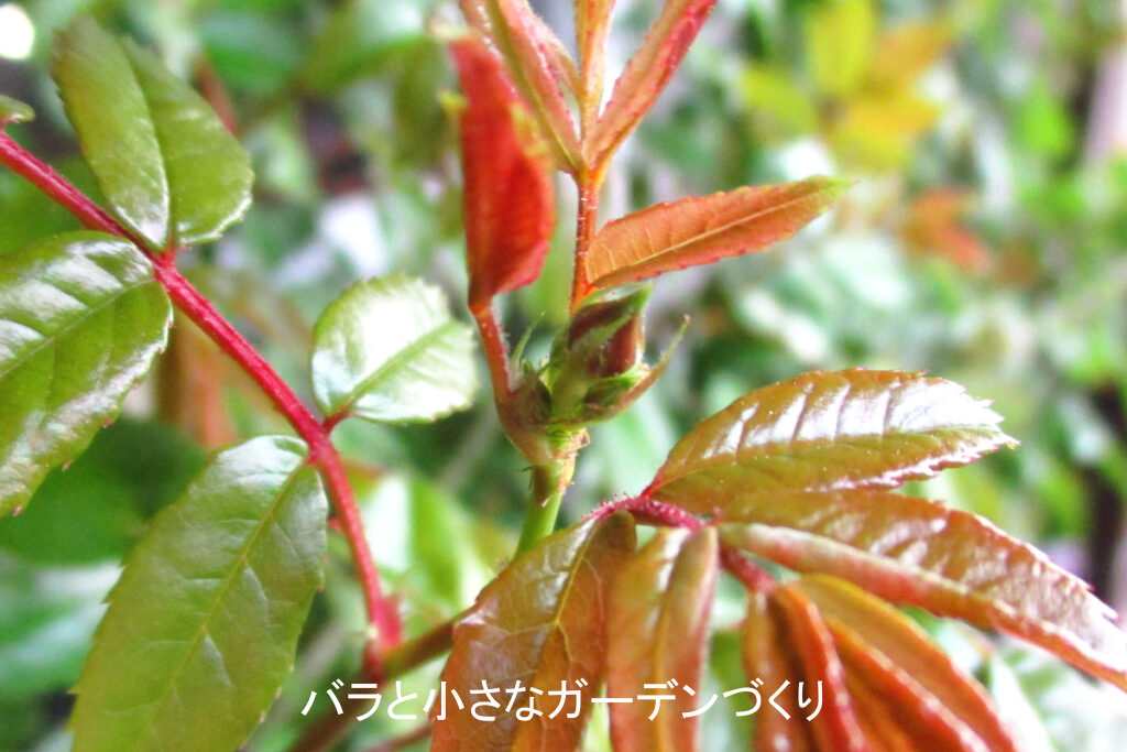 紅玉の小さな蕾