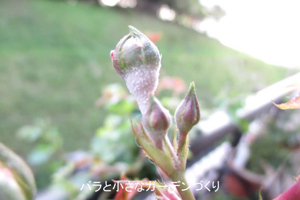 ウドンコ病で真っ白になったバラ「紅玉」の蕾
