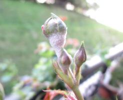 ウドンコ病で真っ白になったバラ「紅玉」の蕾