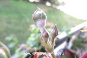 バラのウドンコ病はなぜベランダで出やすい？原因と無農薬・減農薬対策