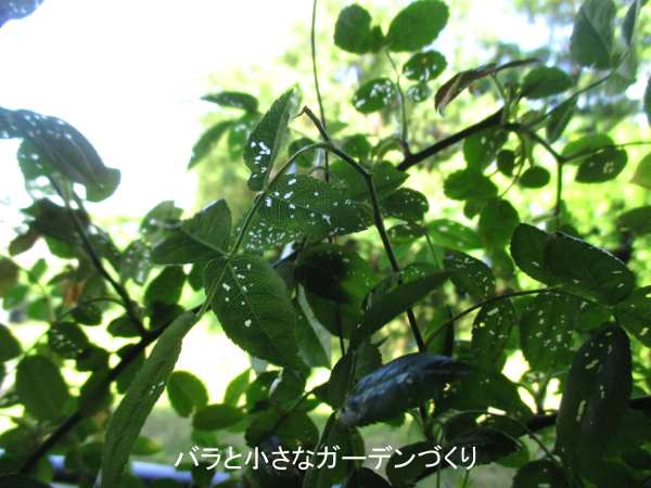 クシヒゲハバチ大量発生で穴だらけになったバラの葉