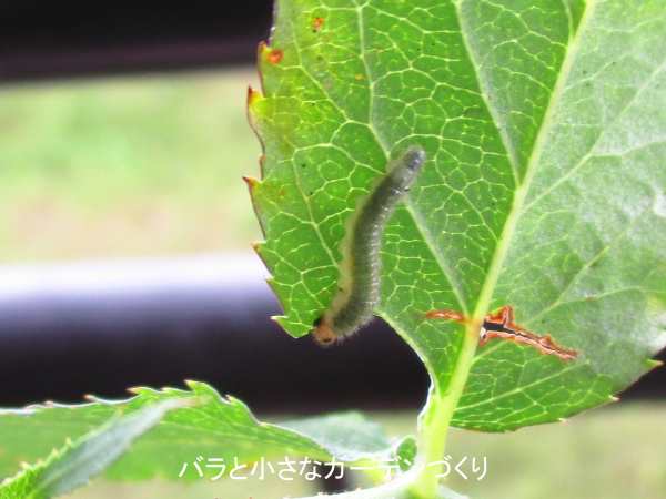 バラの葉を食害するクシヒゲハバチの幼虫