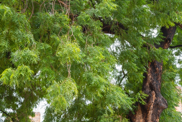 ニームオイルの原料となるニーム(インドセンダン)の木