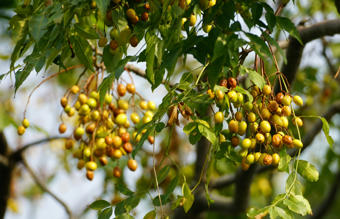 ニームの実。この中にある種子を絞ってとれた油がニームオイル