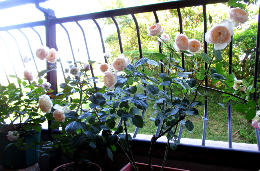 ベランダに咲くバラ（デスデモーナ）