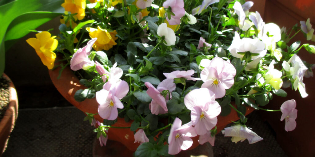 春を代表する草花ビオラ