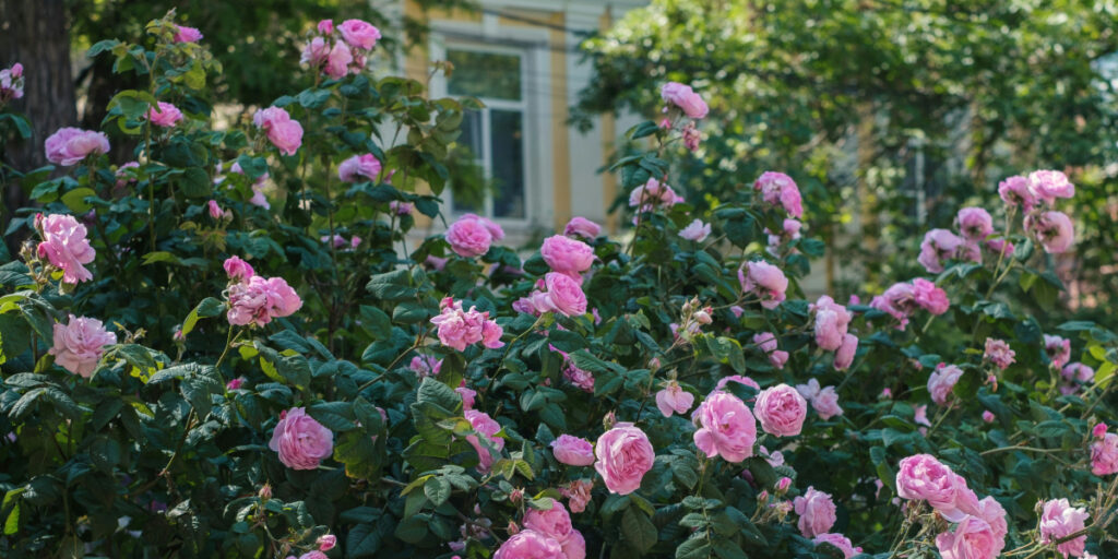 ヨーロッパのバラのある庭