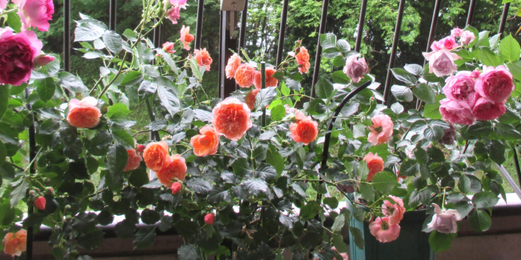 満開のピンクとオレンジのバラ