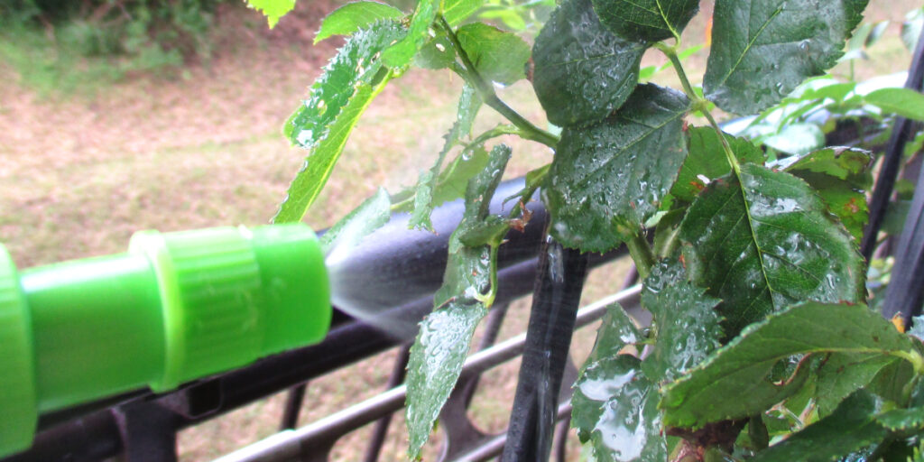 バラの害虫予防