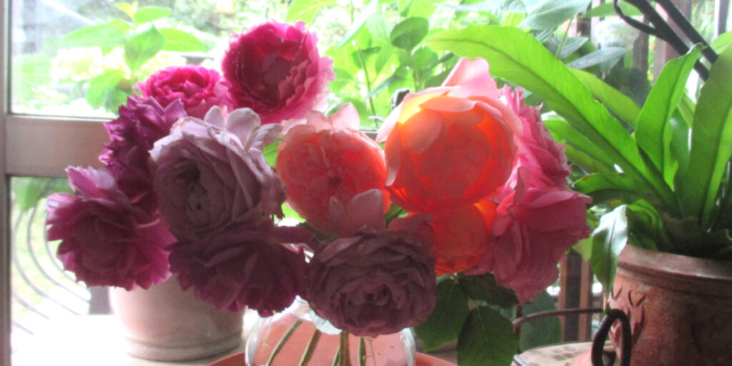窓辺に育てたバラを飾る