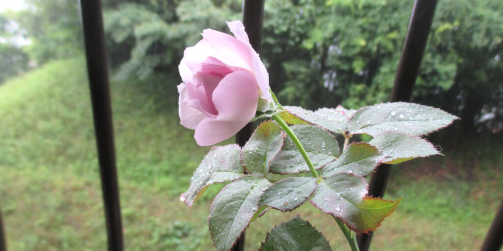 小さなバラの花